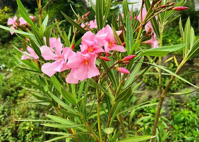 Il Sogno Couette-café